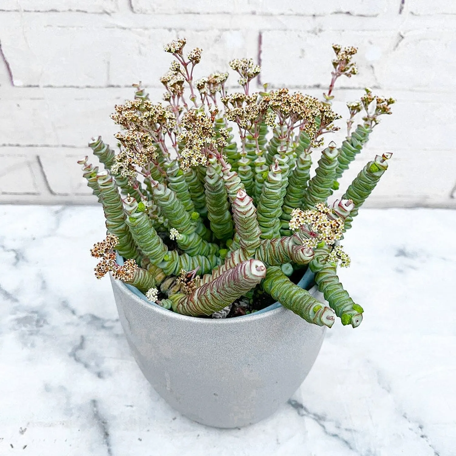 15 - 25cm Crassula Hottentot Succulent in Hanging 14cm Pot