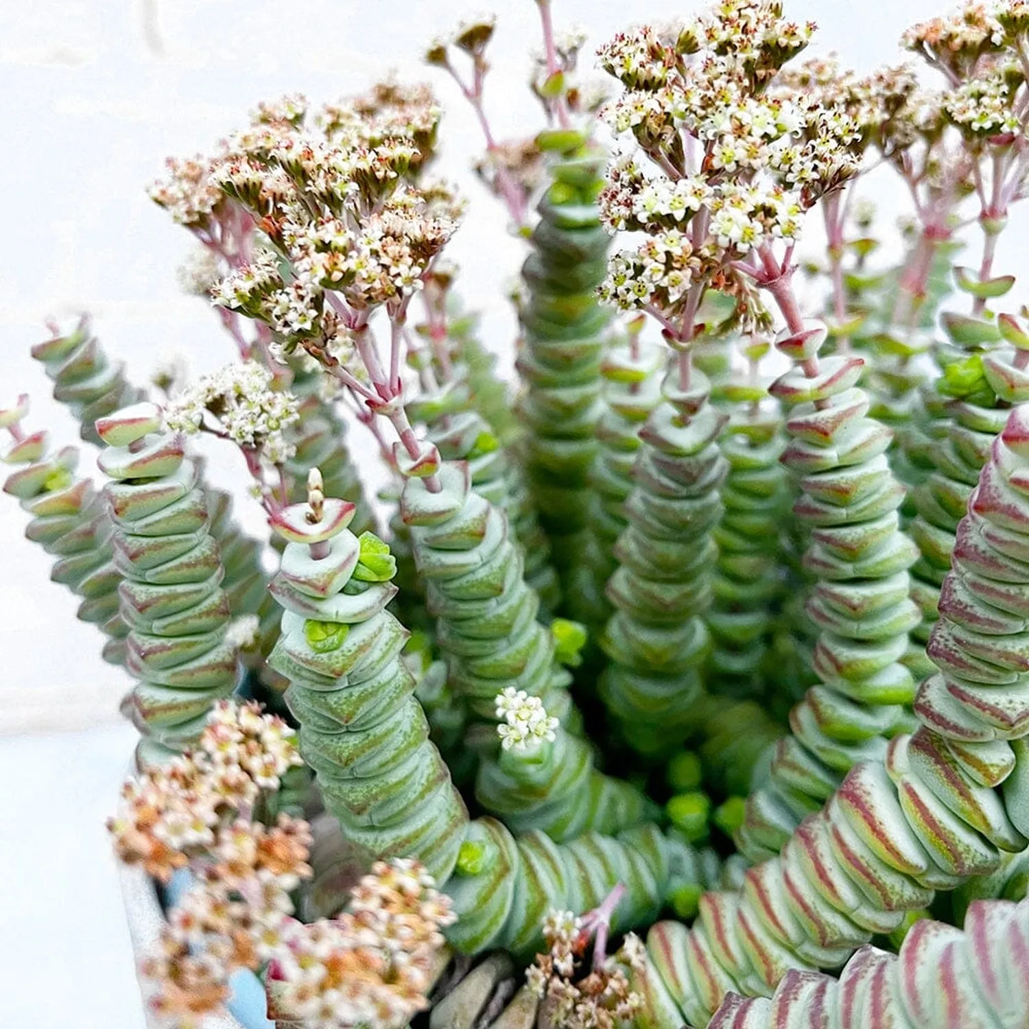 15 - 25cm Crassula Hottentot Succulent in Hanging 14cm Pot