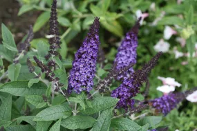 Butterfly Bush - Pugster Blue