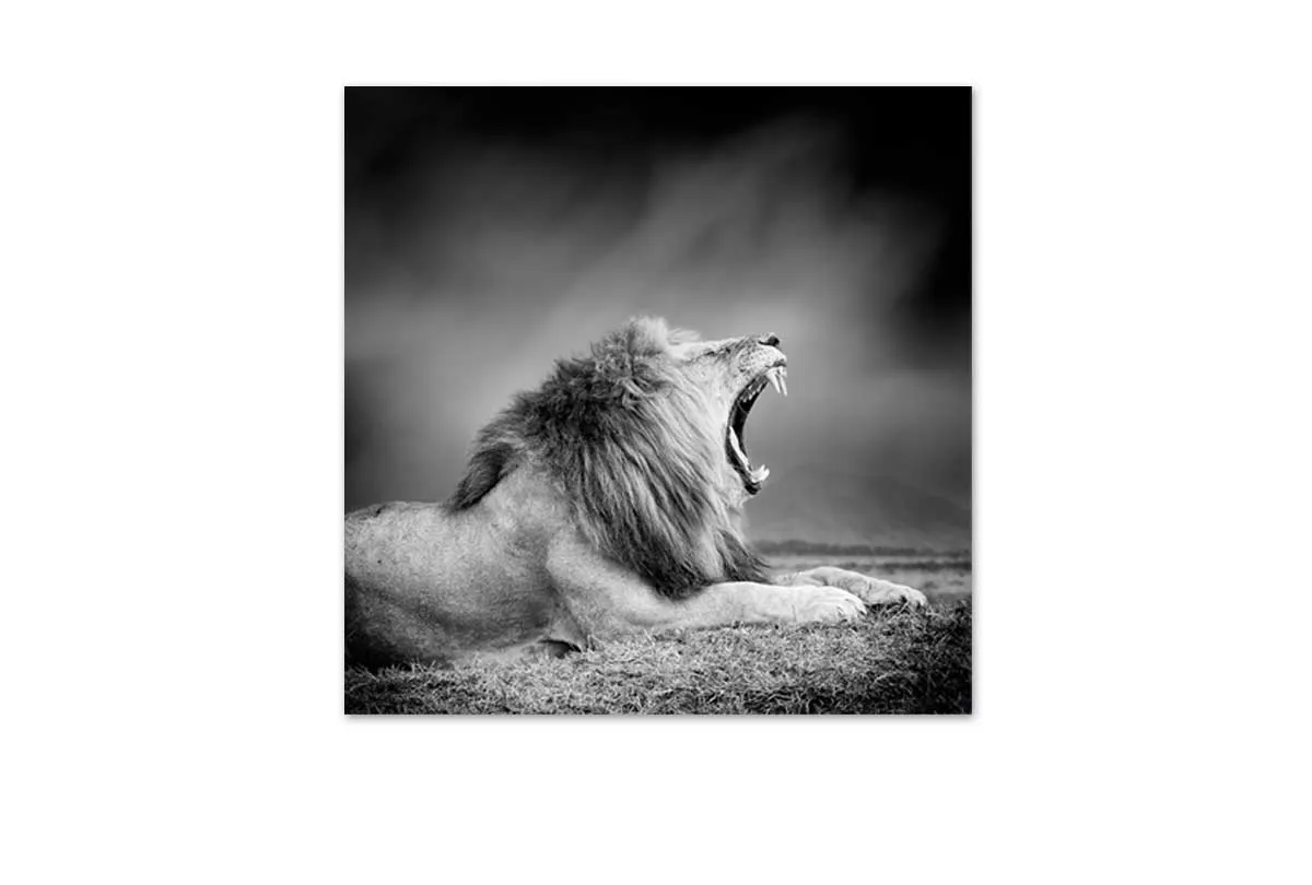 Lion Roar | Animal Canvas Wall Art Print