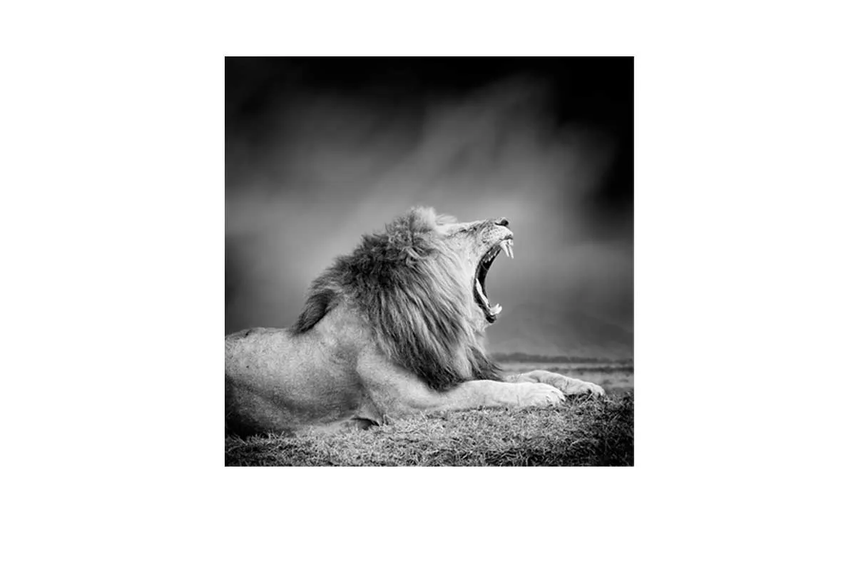 Lion Roar | Animal Canvas Wall Art Print